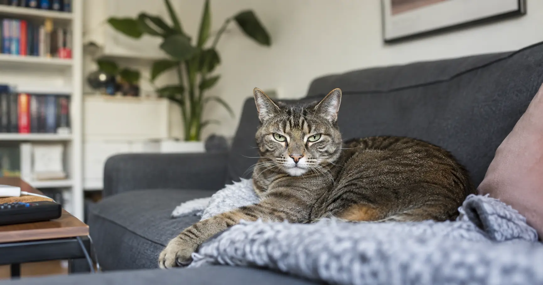 Katze liegt auf dem Sofa – Tierhaare in der Raumluft