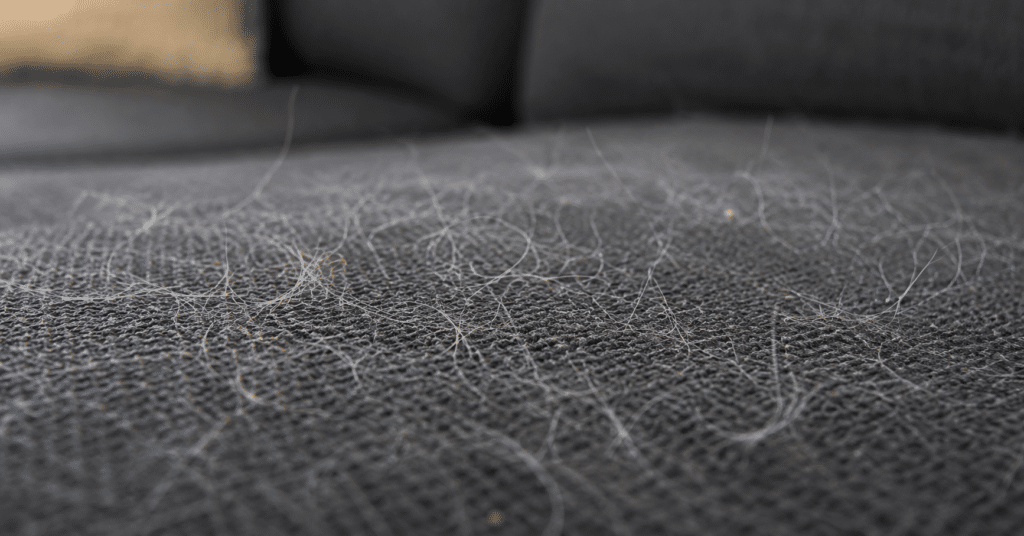Tierhaare auf grauem Sofa – unsichtbare Partikel in der Raumluft